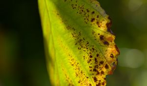 Preview wallpaper witch hazel, leaf, blur, macro