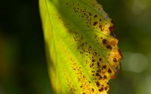 Preview wallpaper witch hazel, leaf, blur, macro