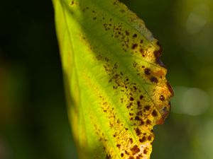 Preview wallpaper witch hazel, leaf, blur, macro