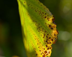 Preview wallpaper witch hazel, leaf, blur, macro