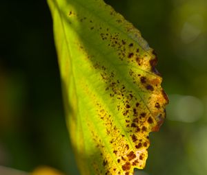 Preview wallpaper witch hazel, leaf, blur, macro