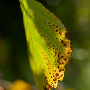 Preview wallpaper witch hazel, leaf, blur, macro