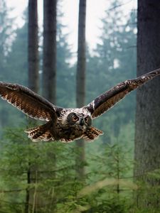 Preview wallpaper wl, bird, flying, predator, forest, trees