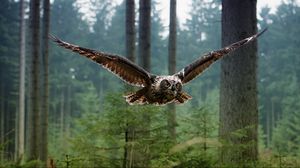 Preview wallpaper wl, bird, flying, predator, forest, trees