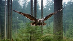 Preview wallpaper wl, bird, flying, predator, forest, trees