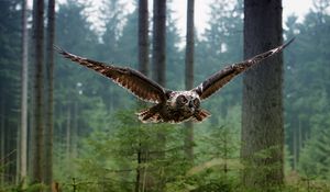 Preview wallpaper wl, bird, flying, predator, forest, trees