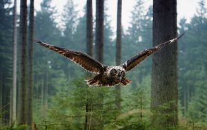 Preview wallpaper wl, bird, flying, predator, forest, trees