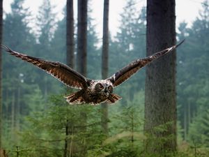 Preview wallpaper wl, bird, flying, predator, forest, trees