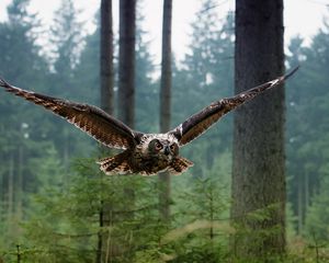 Preview wallpaper wl, bird, flying, predator, forest, trees