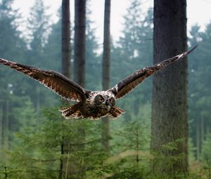 Preview wallpaper wl, bird, flying, predator, forest, trees