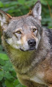 Preview wallpaper wolf, animal, glance, predator