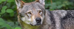 Preview wallpaper wolf, animal, glance, predator