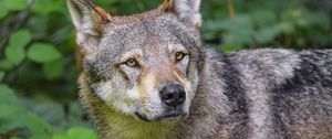 Preview wallpaper wolf, animal, glance, predator