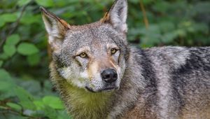 Preview wallpaper wolf, animal, glance, predator