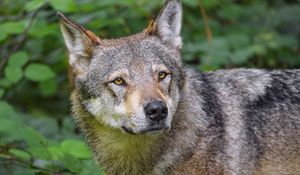 Preview wallpaper wolf, animal, glance, predator