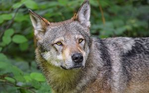 Preview wallpaper wolf, animal, glance, predator