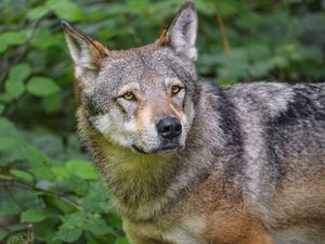 Preview wallpaper wolf, animal, glance, predator