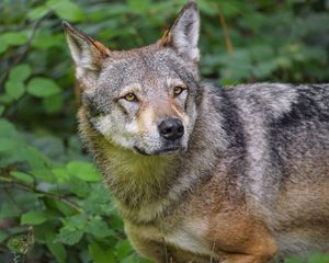 Preview wallpaper wolf, animal, glance, predator