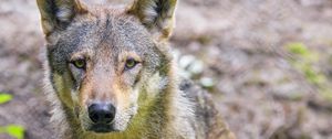 Preview wallpaper wolf, animal, glance, wildlife