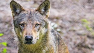 Preview wallpaper wolf, animal, glance, wildlife
