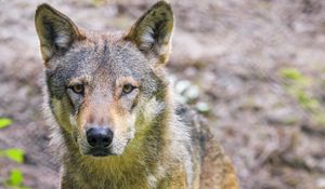 Preview wallpaper wolf, animal, glance, wildlife