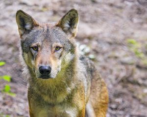 Preview wallpaper wolf, animal, glance, wildlife