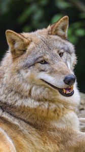 Preview wallpaper wolf, animal, glance, smile, funny
