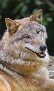 Preview wallpaper wolf, animal, glance, smile, funny