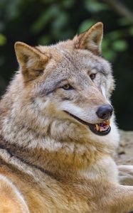 Preview wallpaper wolf, animal, glance, smile, funny