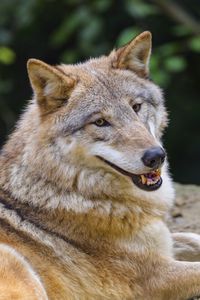 Preview wallpaper wolf, animal, glance, smile, funny