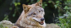 Preview wallpaper wolf, animal, glance, smile, funny