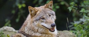 Preview wallpaper wolf, animal, glance, smile, funny