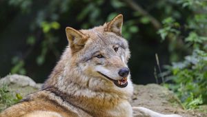 Preview wallpaper wolf, animal, glance, smile, funny