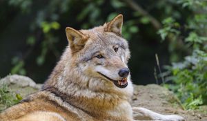 Preview wallpaper wolf, animal, glance, smile, funny