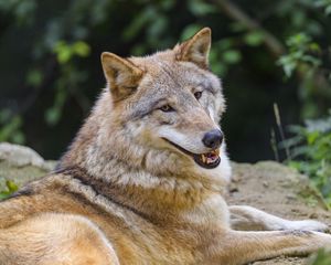 Preview wallpaper wolf, animal, glance, smile, funny