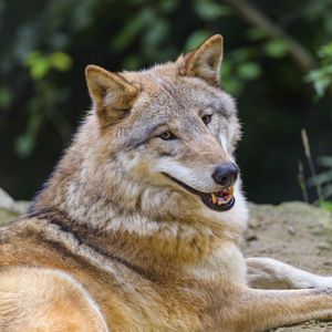 Preview wallpaper wolf, animal, glance, smile, funny