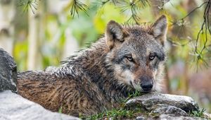 Preview wallpaper wolf, animal, predator, stone, grass, wildlife