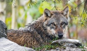 Preview wallpaper wolf, animal, predator, stone, grass, wildlife