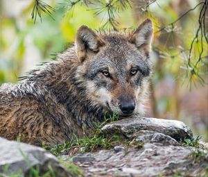 Preview wallpaper wolf, animal, predator, stone, grass, wildlife