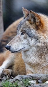Preview wallpaper wolf, animal, predator, brown, glance
