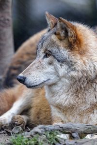 Preview wallpaper wolf, animal, predator, brown, glance