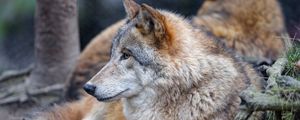 Preview wallpaper wolf, animal, predator, brown, glance