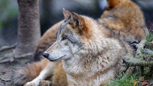 Preview wallpaper wolf, animal, predator, brown, glance