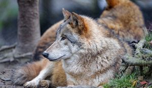 Preview wallpaper wolf, animal, predator, brown, glance