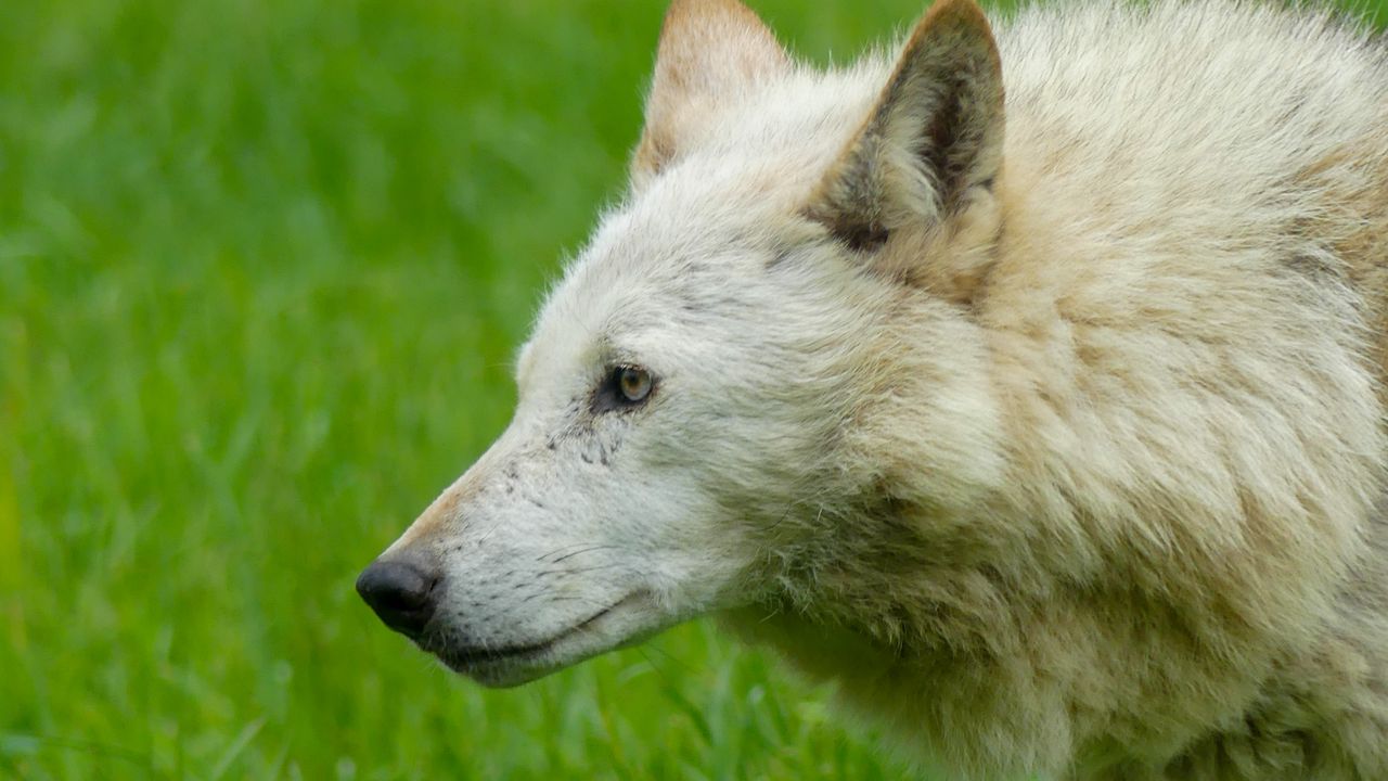 Wallpaper wolf, animal, predator, white, grass