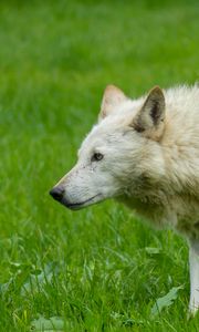 Preview wallpaper wolf, animal, predator, white, grass