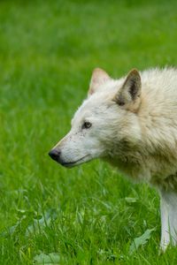 Preview wallpaper wolf, animal, predator, white, grass
