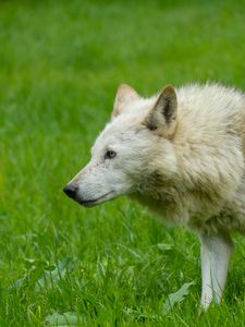 Preview wallpaper wolf, animal, predator, white, grass