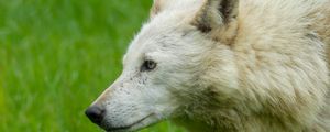 Preview wallpaper wolf, animal, predator, white, grass