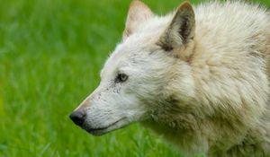 Preview wallpaper wolf, animal, predator, white, grass